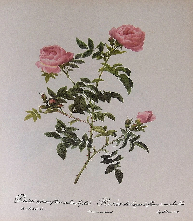 Rosa sepium flore submultiplia